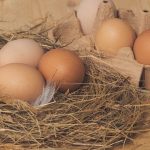 Comment choisir ses oeufs ? Que signifie le code imprimé sur les oeufs ?