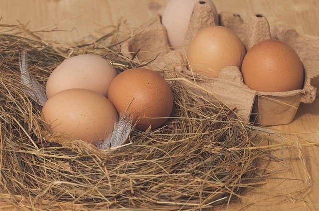 Lire la suite à propos de l’article Comment choisir ses oeufs ? Que signifie le code imprimé sur les oeufs ?