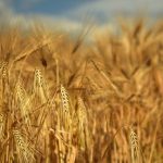 Je démarre le « sans gluten » en 4 étapes