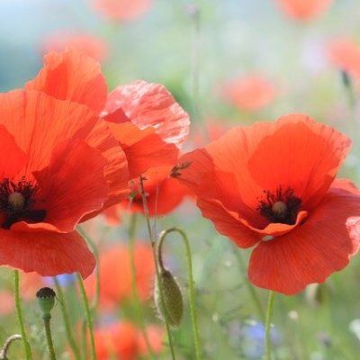 poppy-2391025_640
