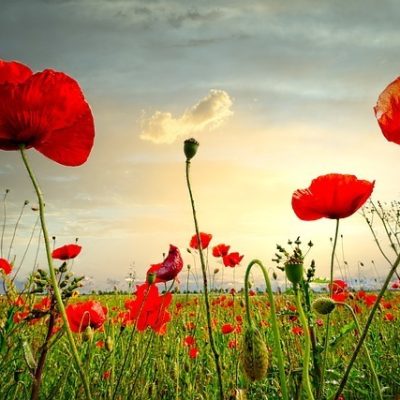 poppy-4896275_640